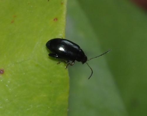 Réf. 229 979 : Psylliodes sp.